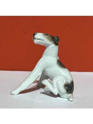 Rosenthal, foxteriér